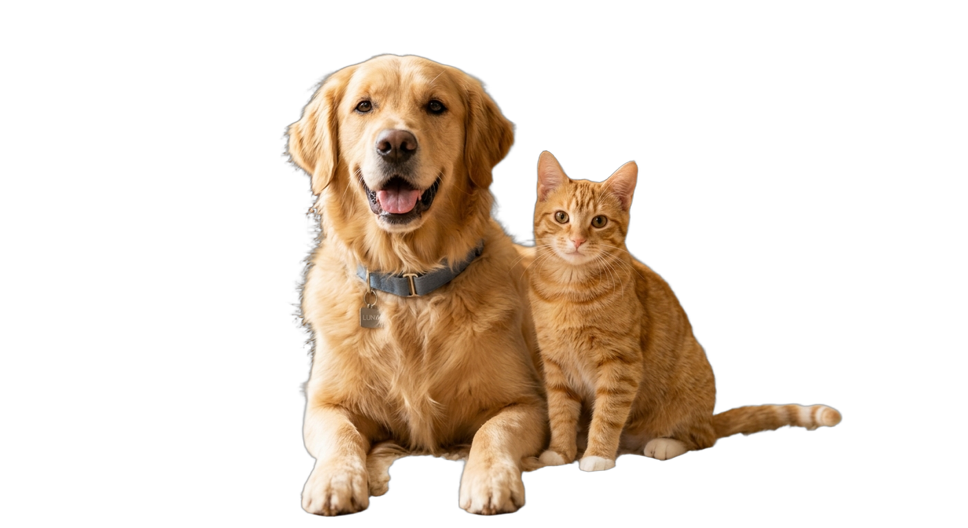 Un perro y un gato